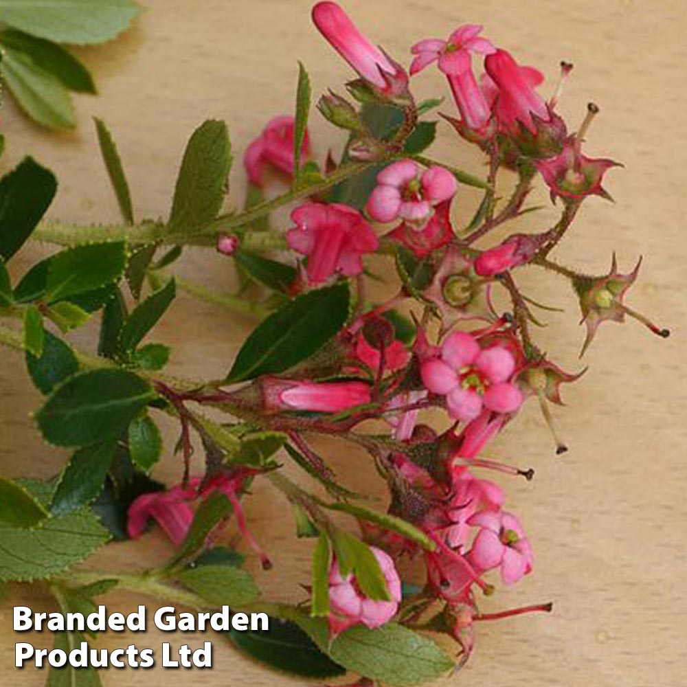 Escallonia rubra 'Macrantha'