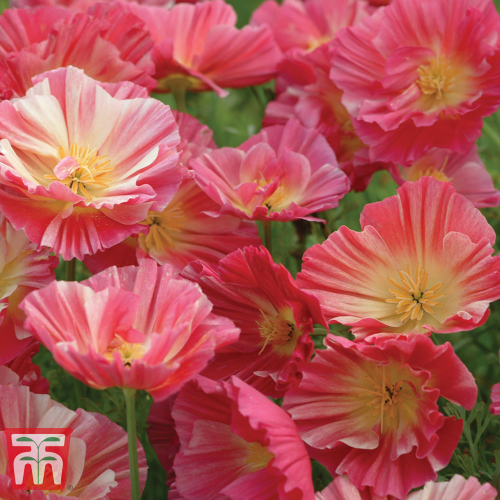 Californian Poppy 'Rose Chiffon'