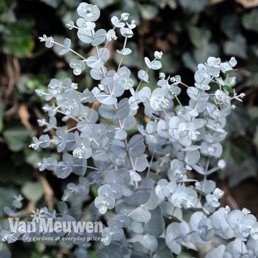 Eucalyptus gunnii 'Azura'