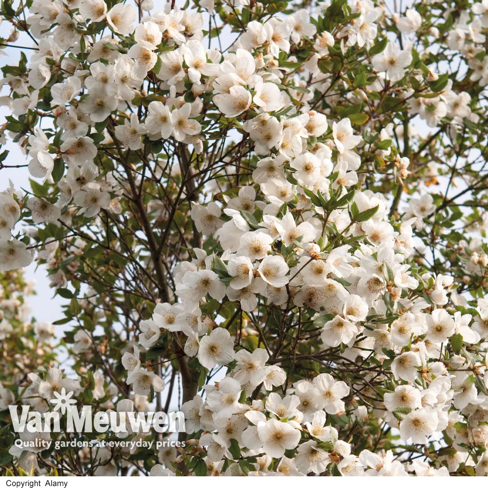 Eucryphia nymanensis 'Nymansay'