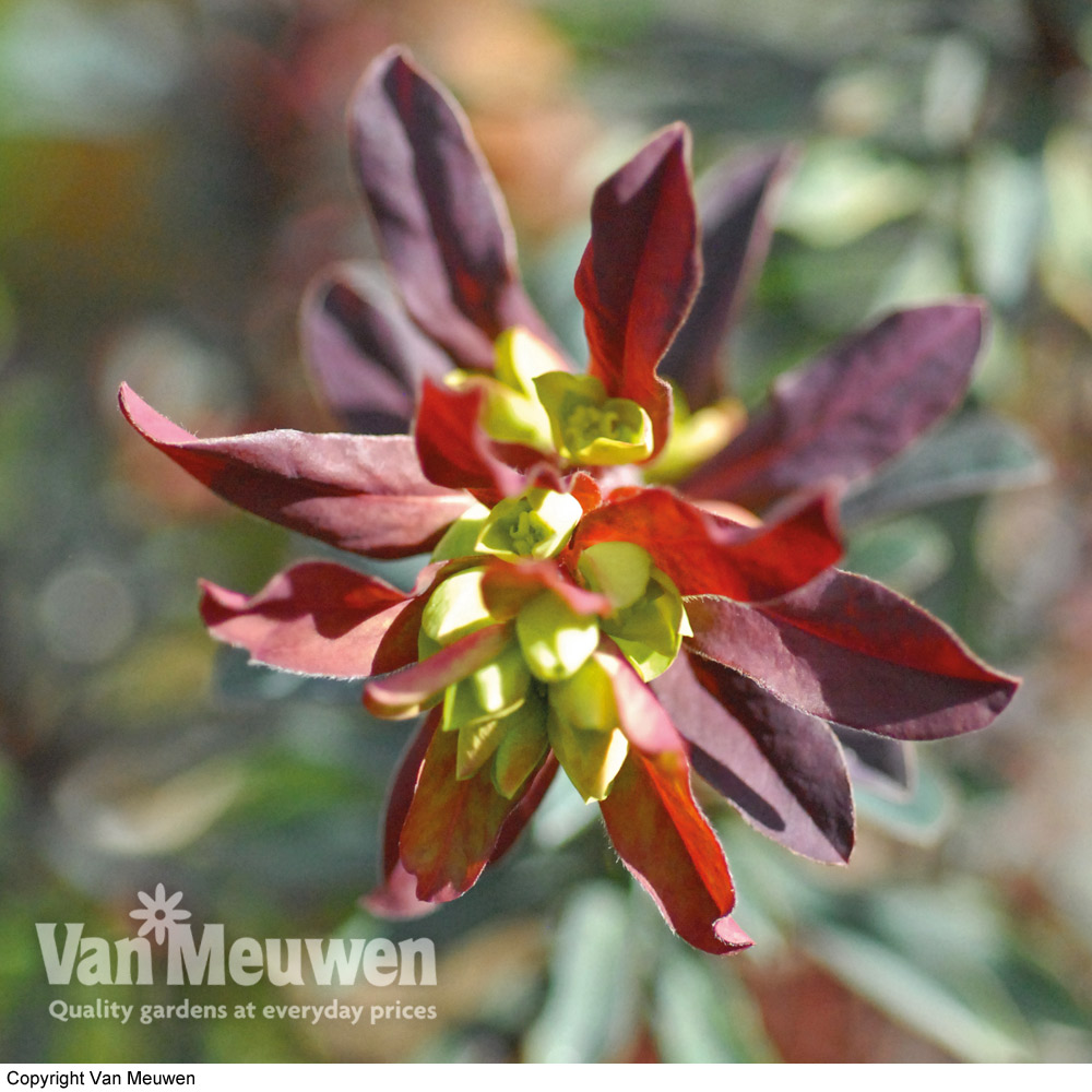 Euphorbia amygdaloides 'Purpurea'