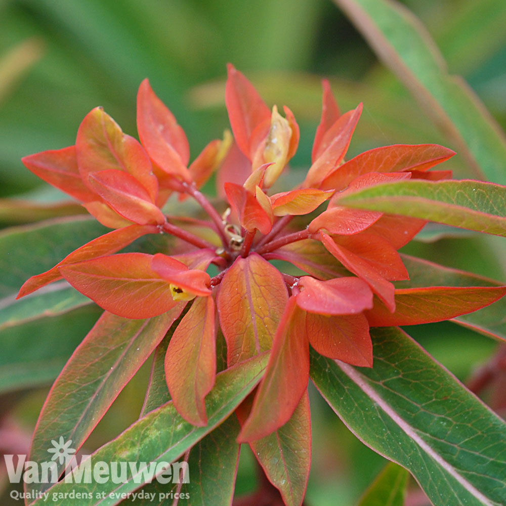 Euphorbia griffithii 'Fireglow'