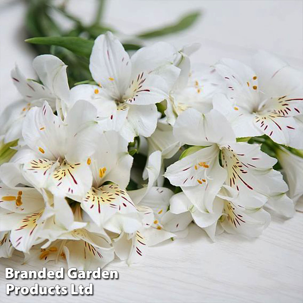 Alstroemeria 'Summer Silvester'