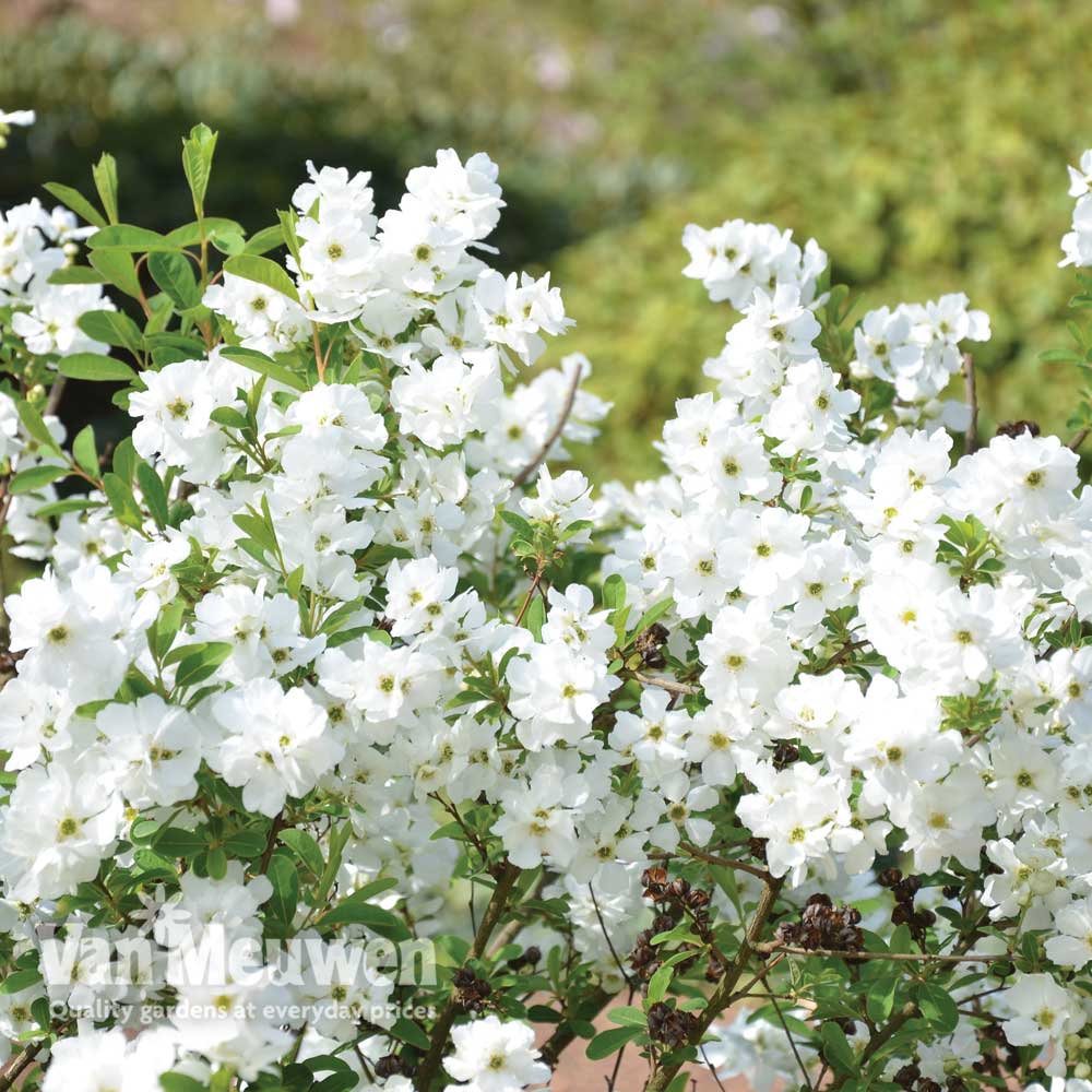 Exochorda 'Magical Springtime'