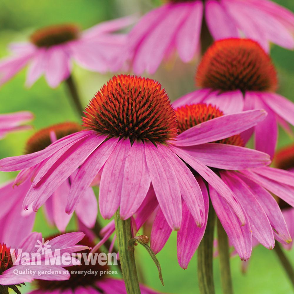 Echinacea purpurea