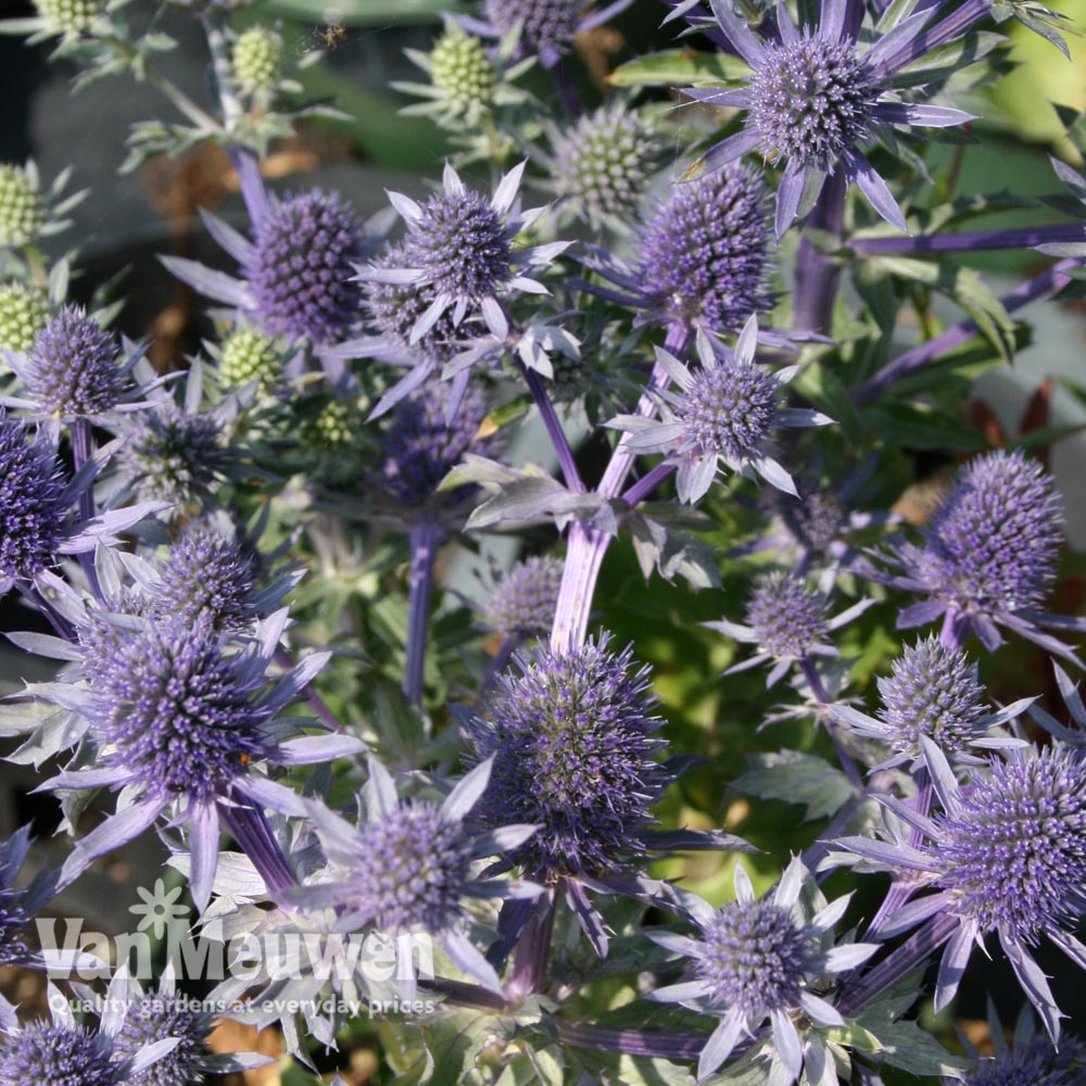 Eryngium planum 'Blue Hobbit'