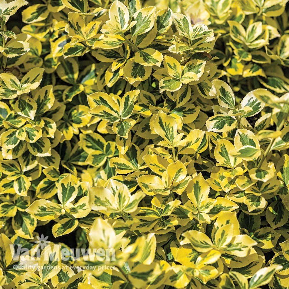 Euonymus fortunei 'Emerald 'n' Gold'