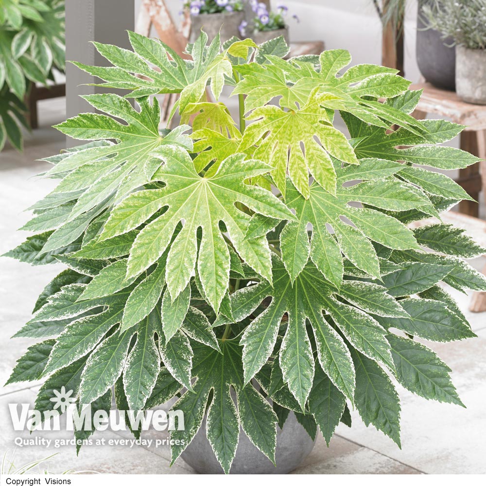 Fatsia 'Spiders Web'