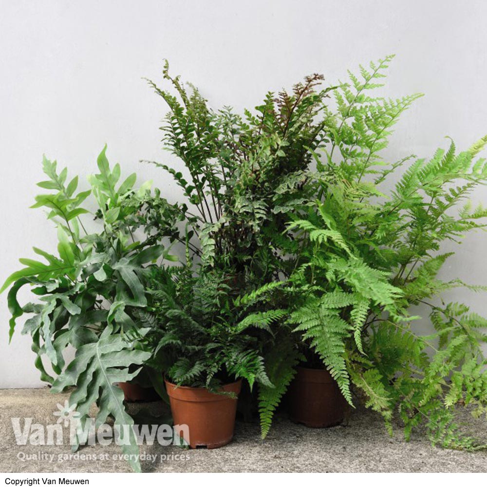 Fern Mix (House Plant)