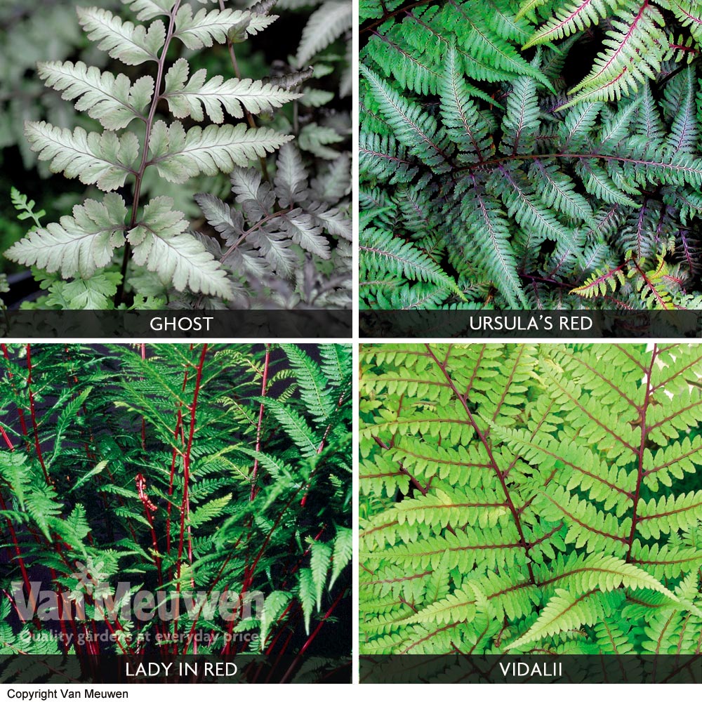 Fern 'Fantastic Collection'