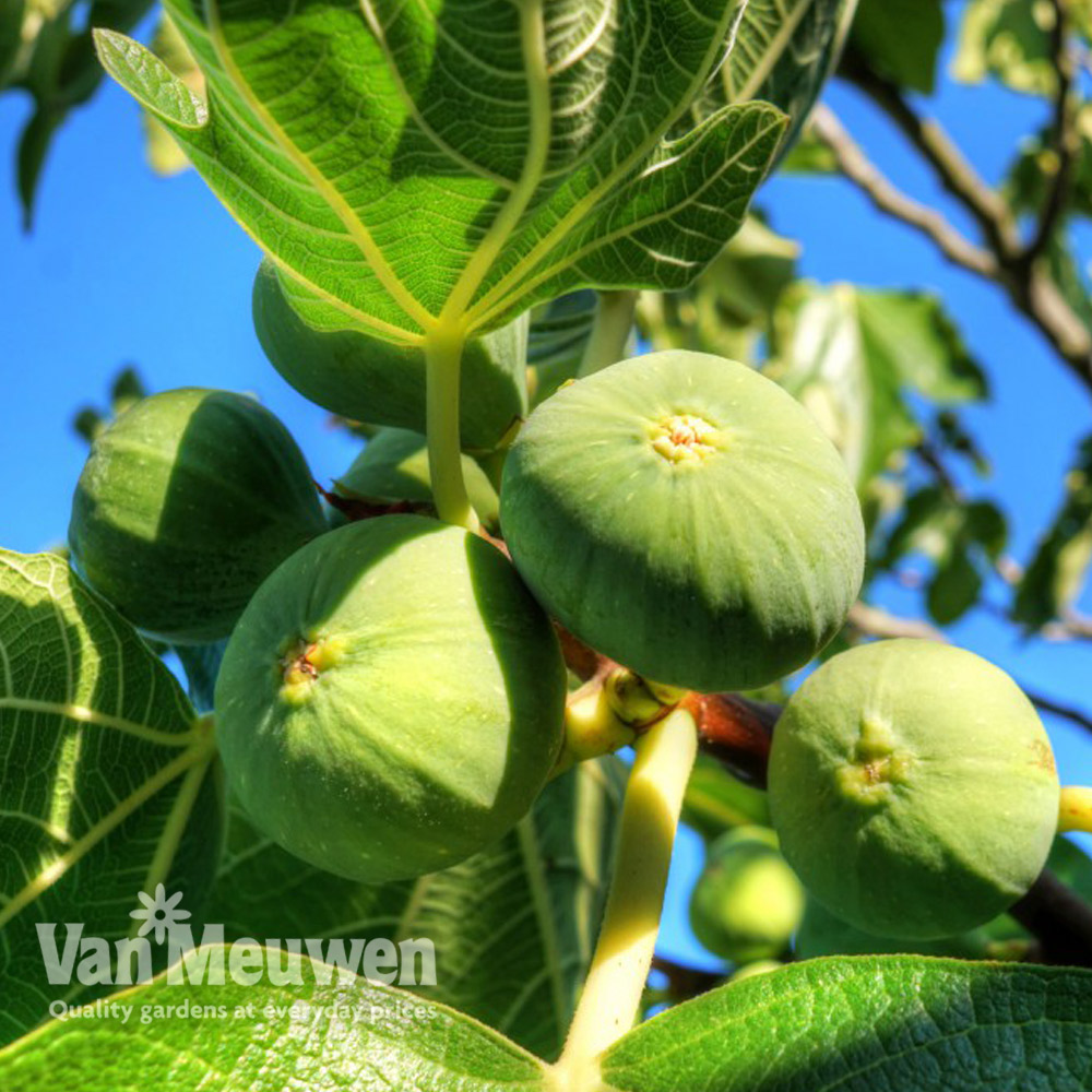 Green Fig