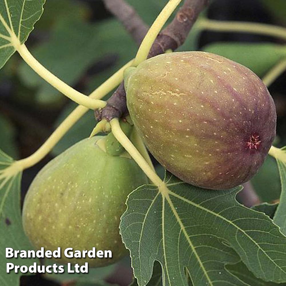 Fig 'Brunswick' from Van Meuwen