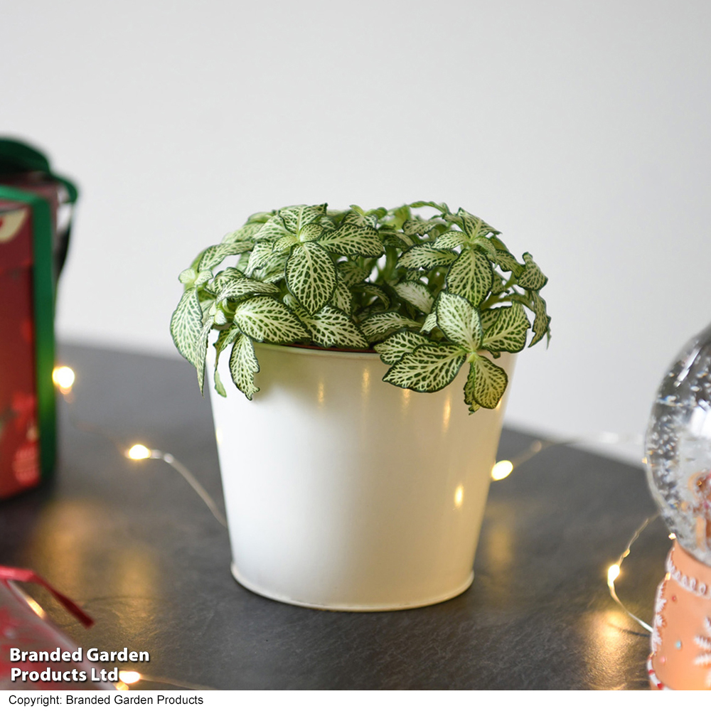Fittonia 'White Tiger' - Gift