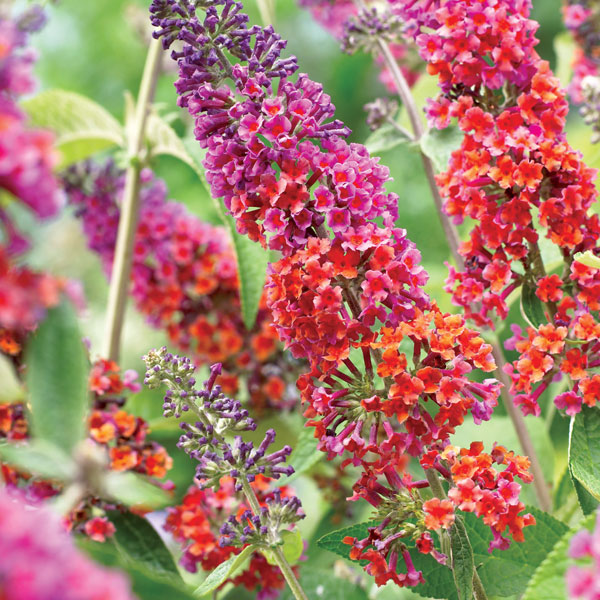 Buddleja 'Flower Power'