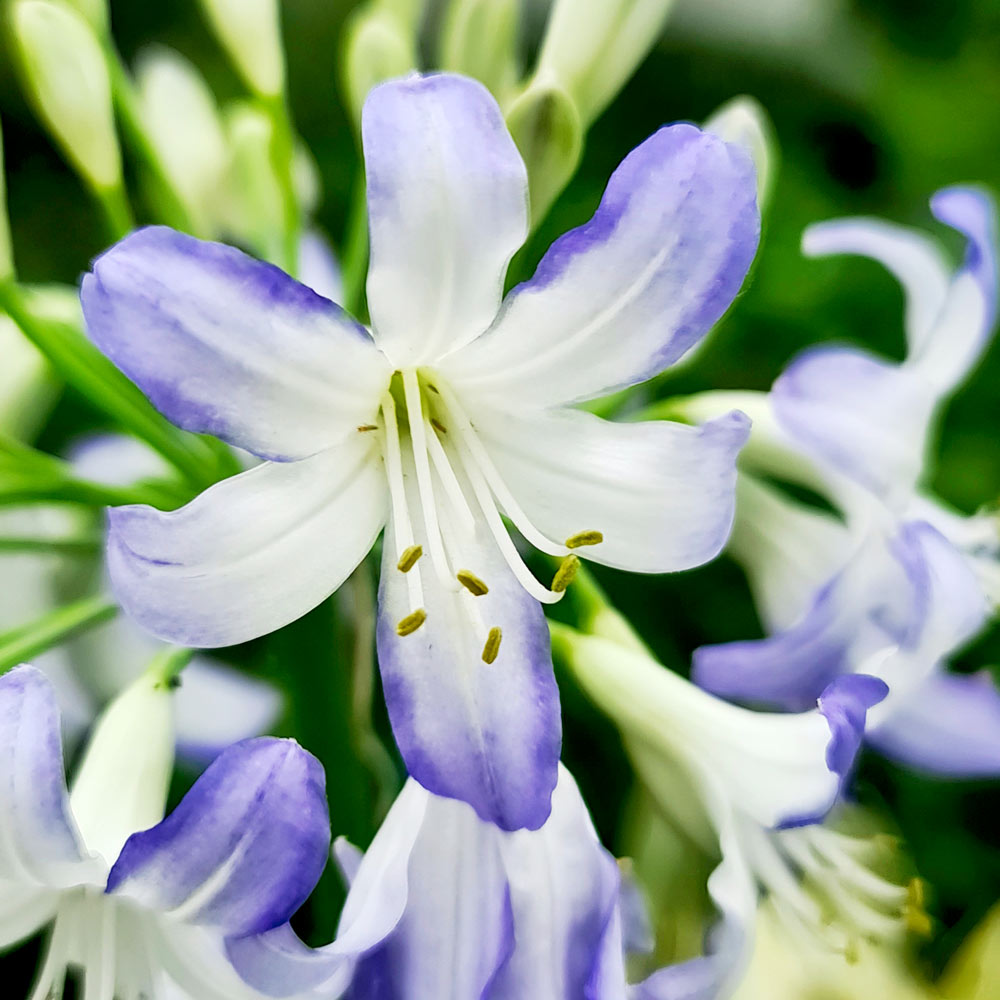 Agapanthus 'Sea Breeze'