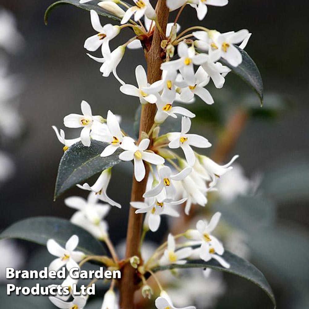 Osmanthus x burkwoodii