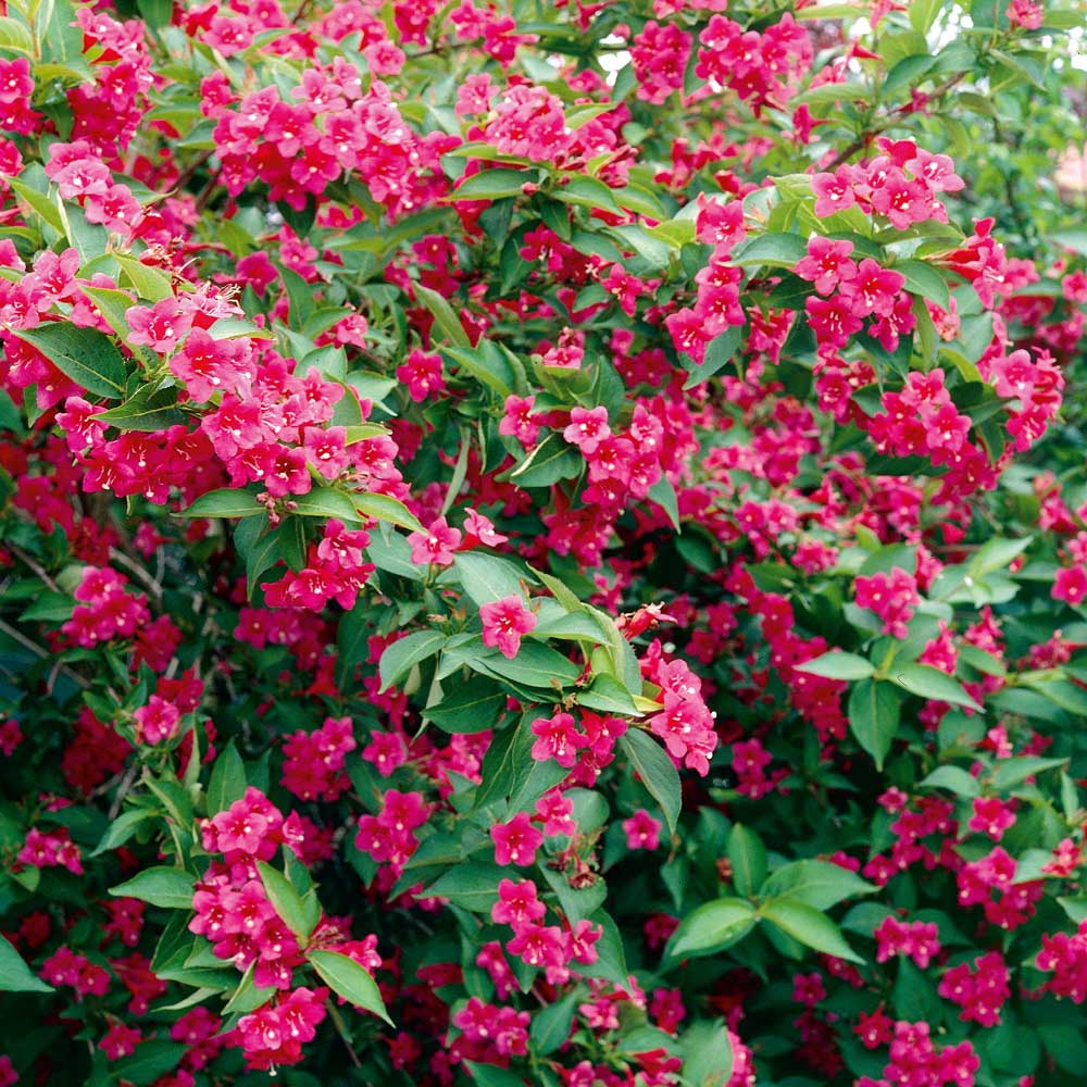 Weigela 'Bristol Ruby'