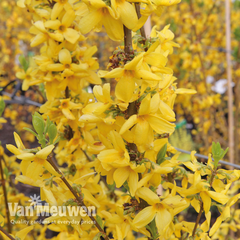 Forsythia x intermedia 'Goldrausch' (Large Plant)