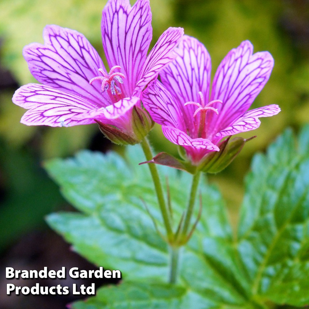 Geranium 'Foundlings Friend'