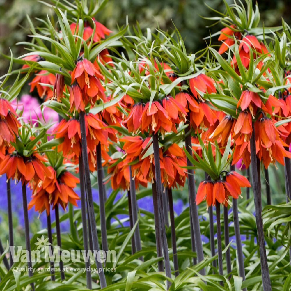 Fritillaria imperialis