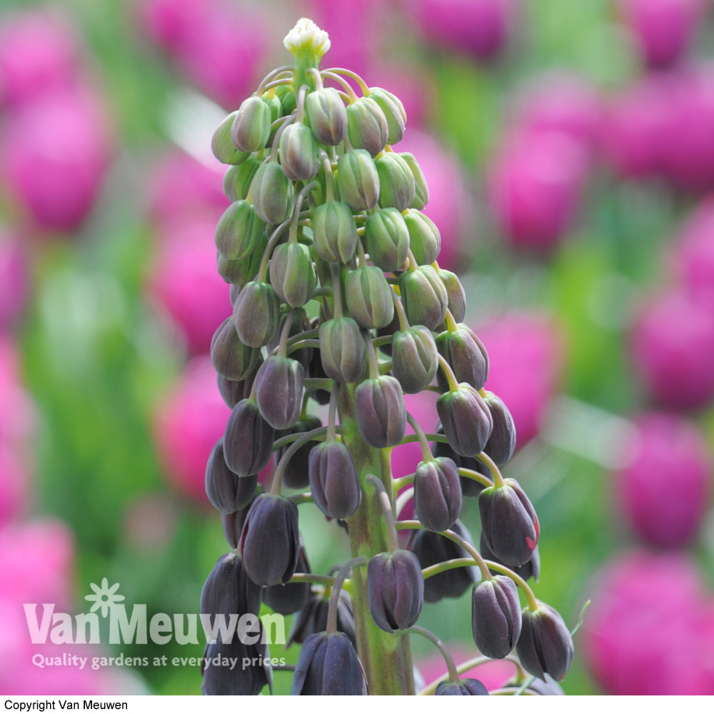 Fritillaria persica