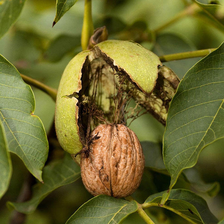 Walnut 'Europa'