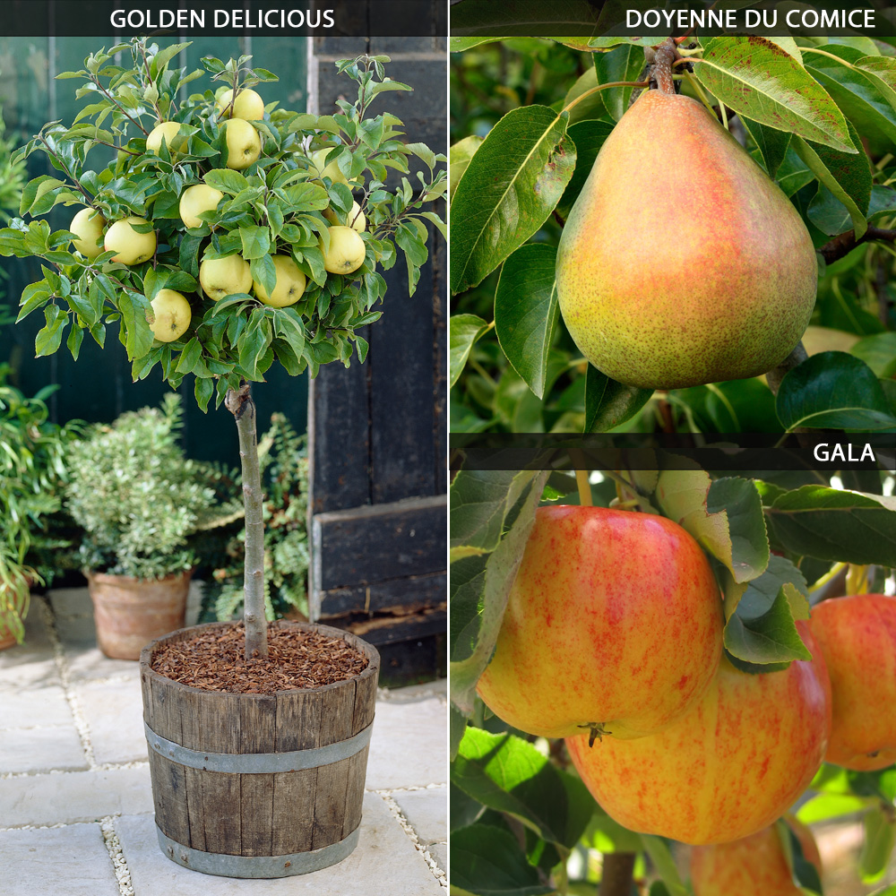 Mini Apple and Pear Tree Collection