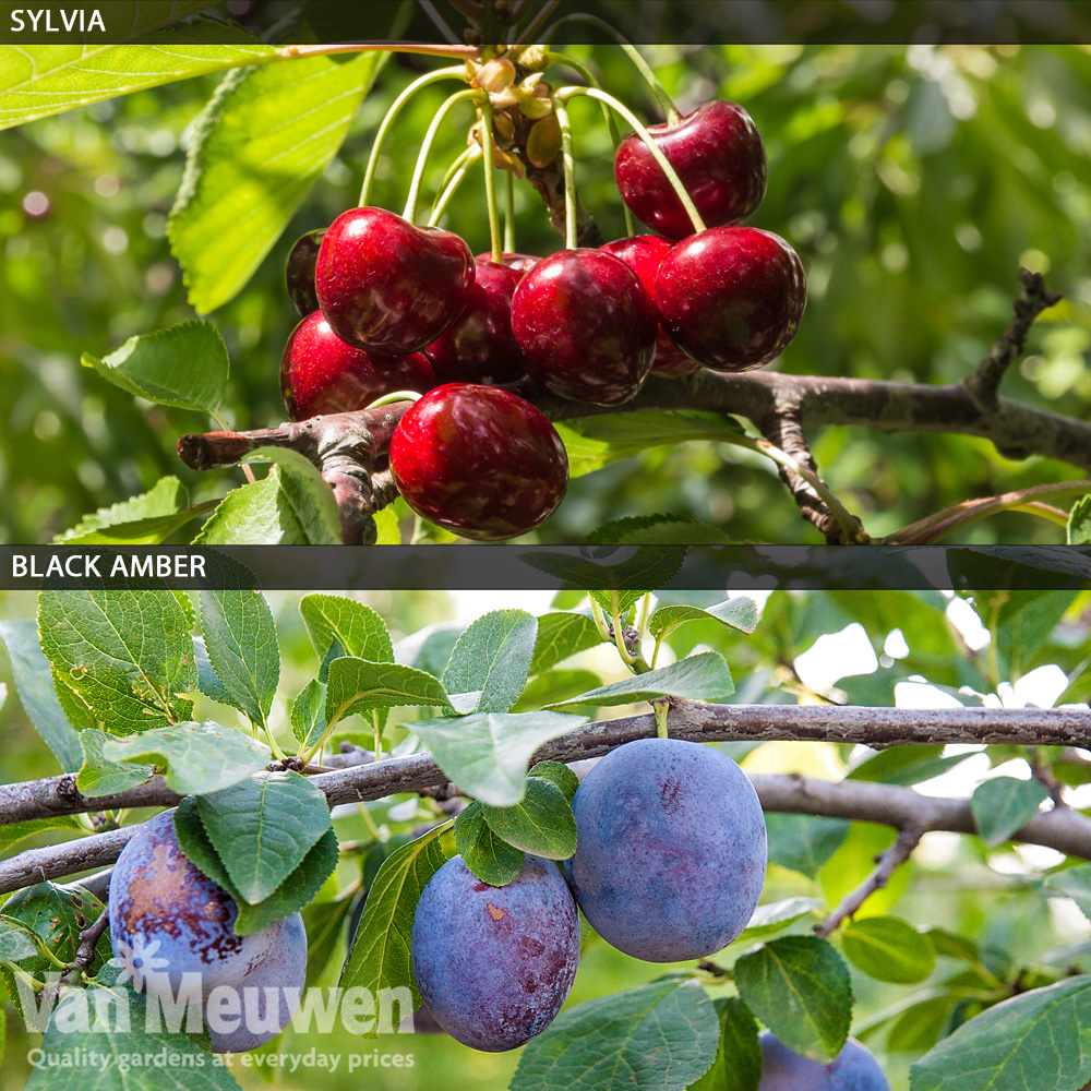 Cherry & Plum (Mini Fruit Trees )