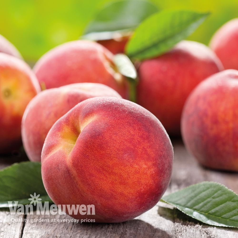 Fruit Me&reg; 'Peach Me Red'