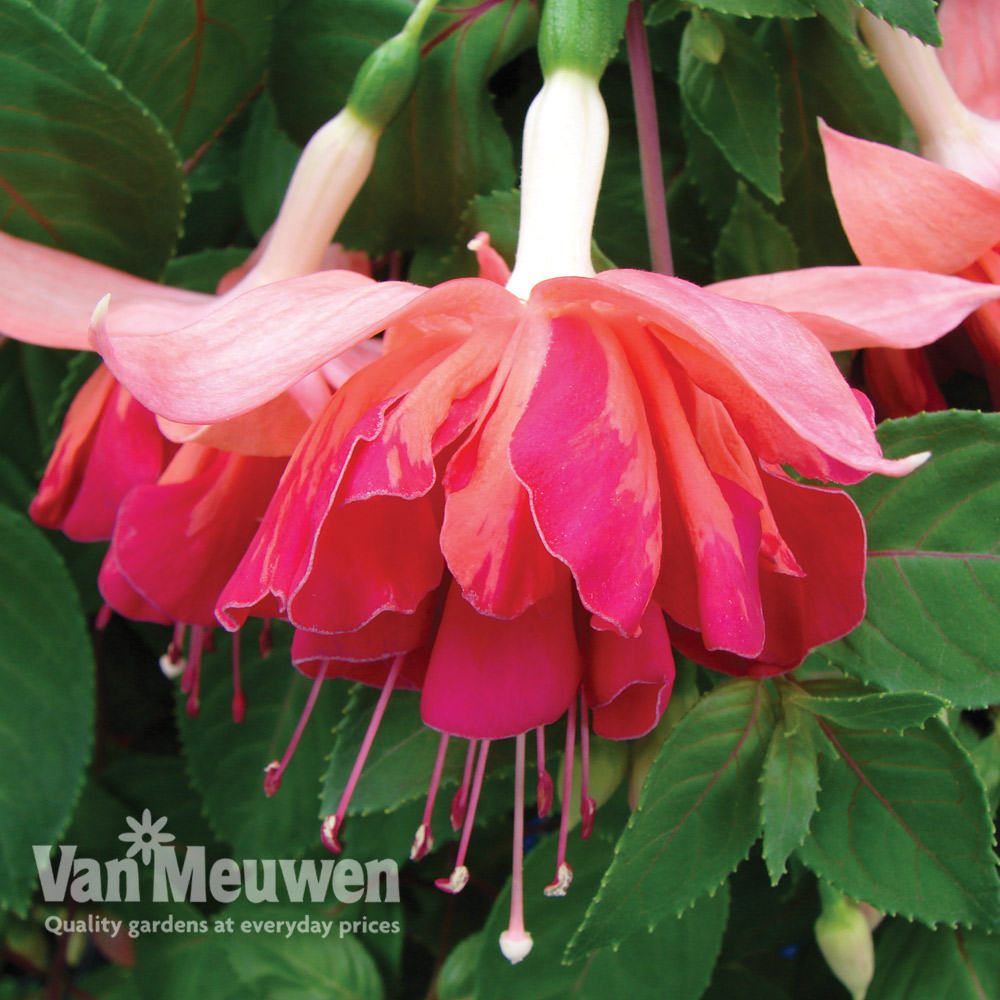 Fuchsia 'Marbled Orange King'