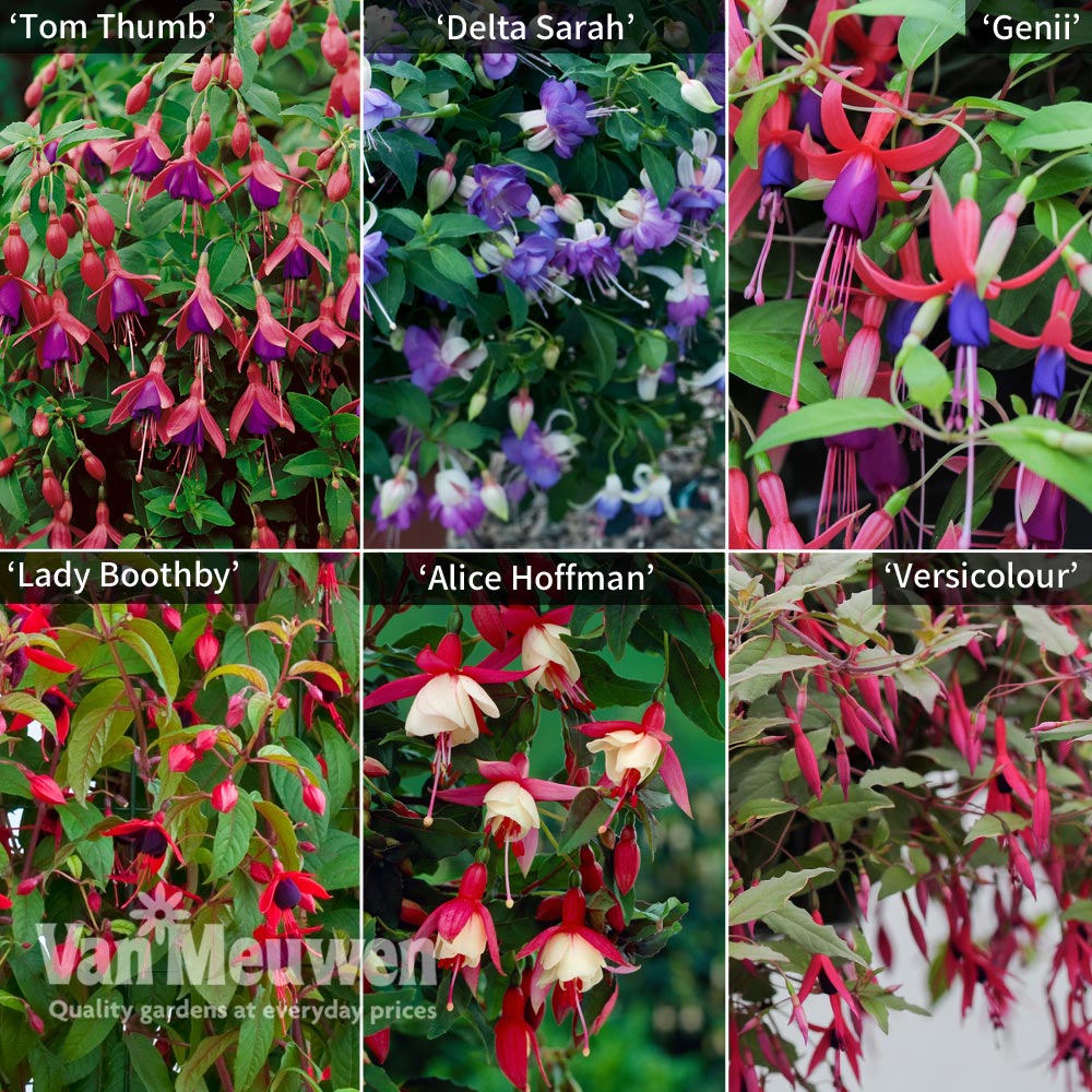 Fuchsia 'Hardy Potted Collection'