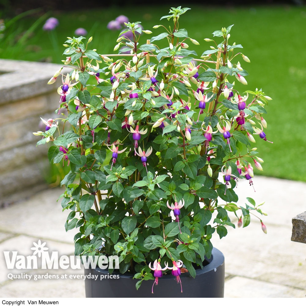 Fuchsia 'Ellebel' on Trellis