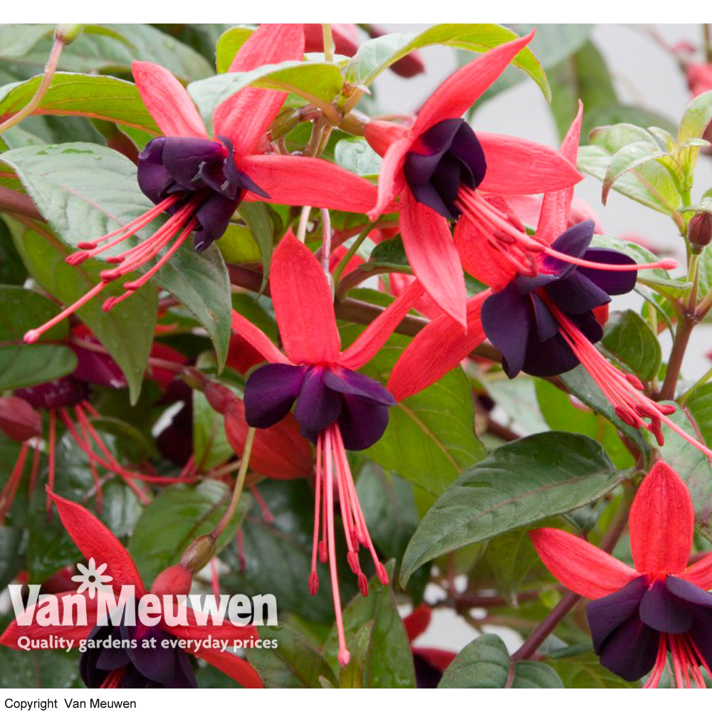 Fuchsia 'Lady Boothby' (Hardy)