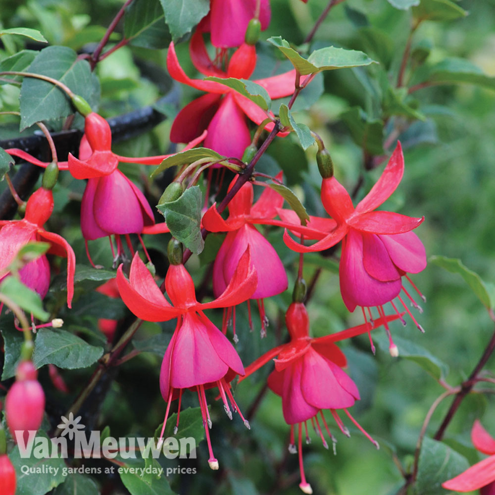 Fuchsia 'Pink Fizz'