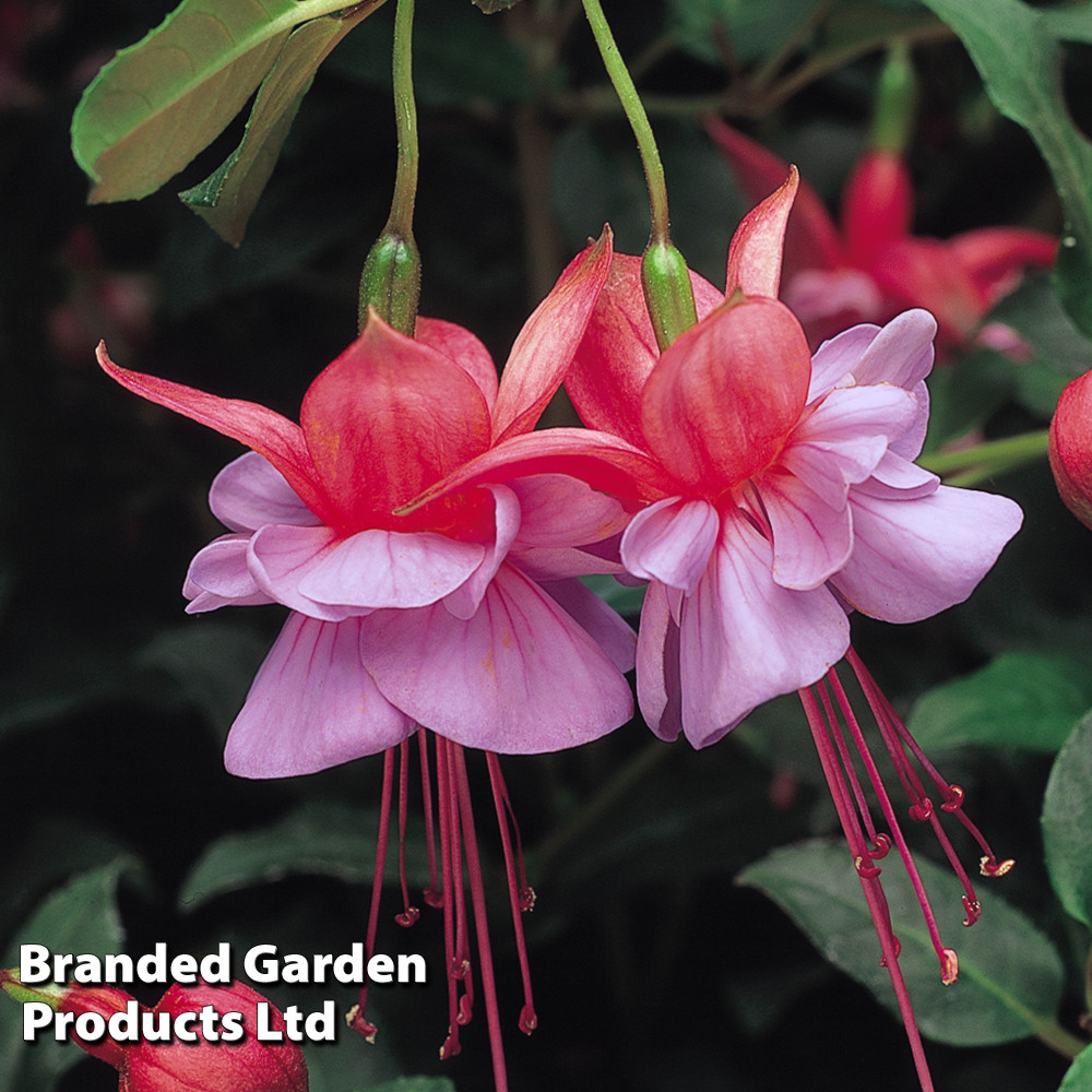 Fuchsia 'Heidi Ann'