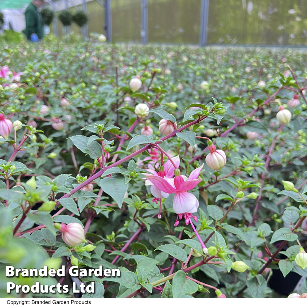 Fuchsia 'Elma' (Standard)