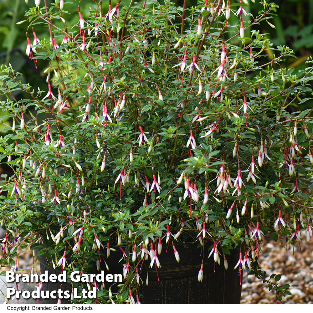 Fuchsia magellanica 'Arauco'
