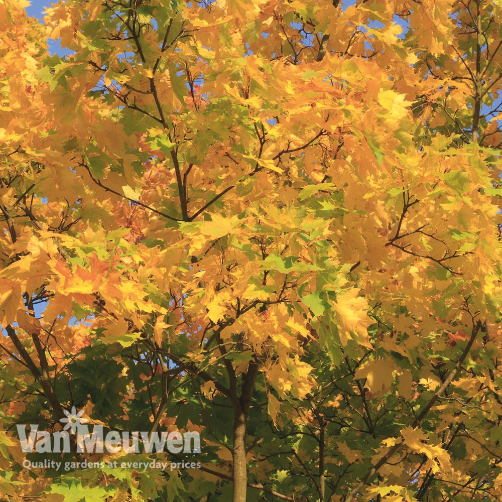 Field Maple (Hedging)