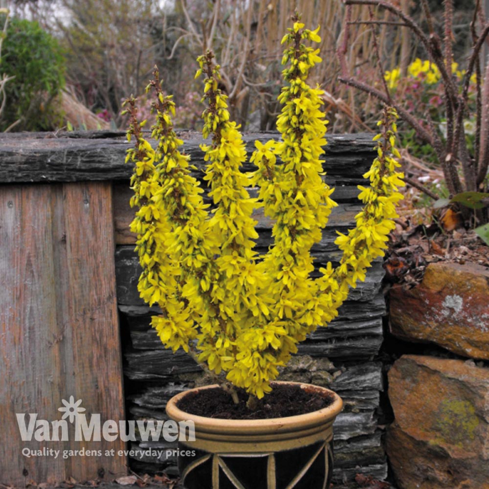 Forsythia x intermedia 'Nimbus'