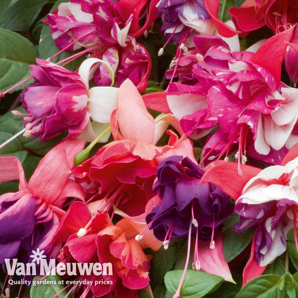 Fuchsia 'Giant Marbled Collection'