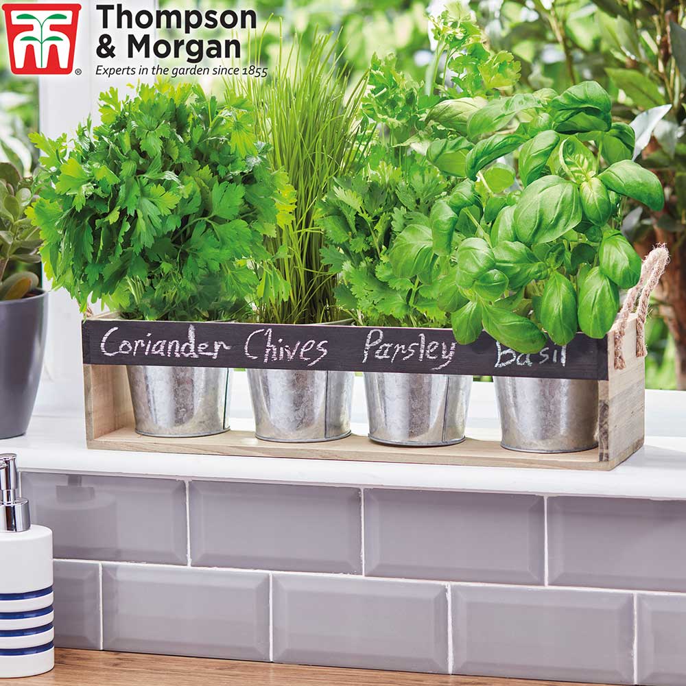 Chalk Board Herb Gift Set