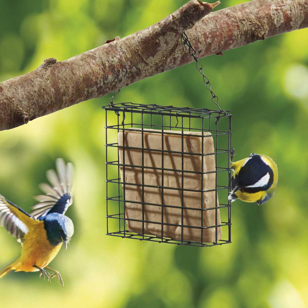 More Birds® Two Cake Suet Buffet Bird Feeder with Weather Guard - in  Littleton, MA - Great Road Farm & Garden