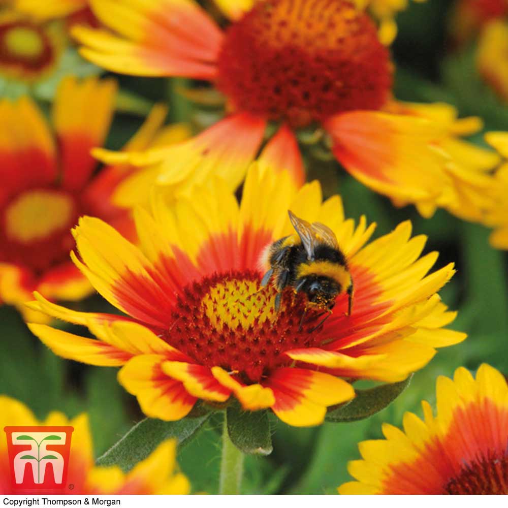 Gaillardia aristata 'Arizona Sun'