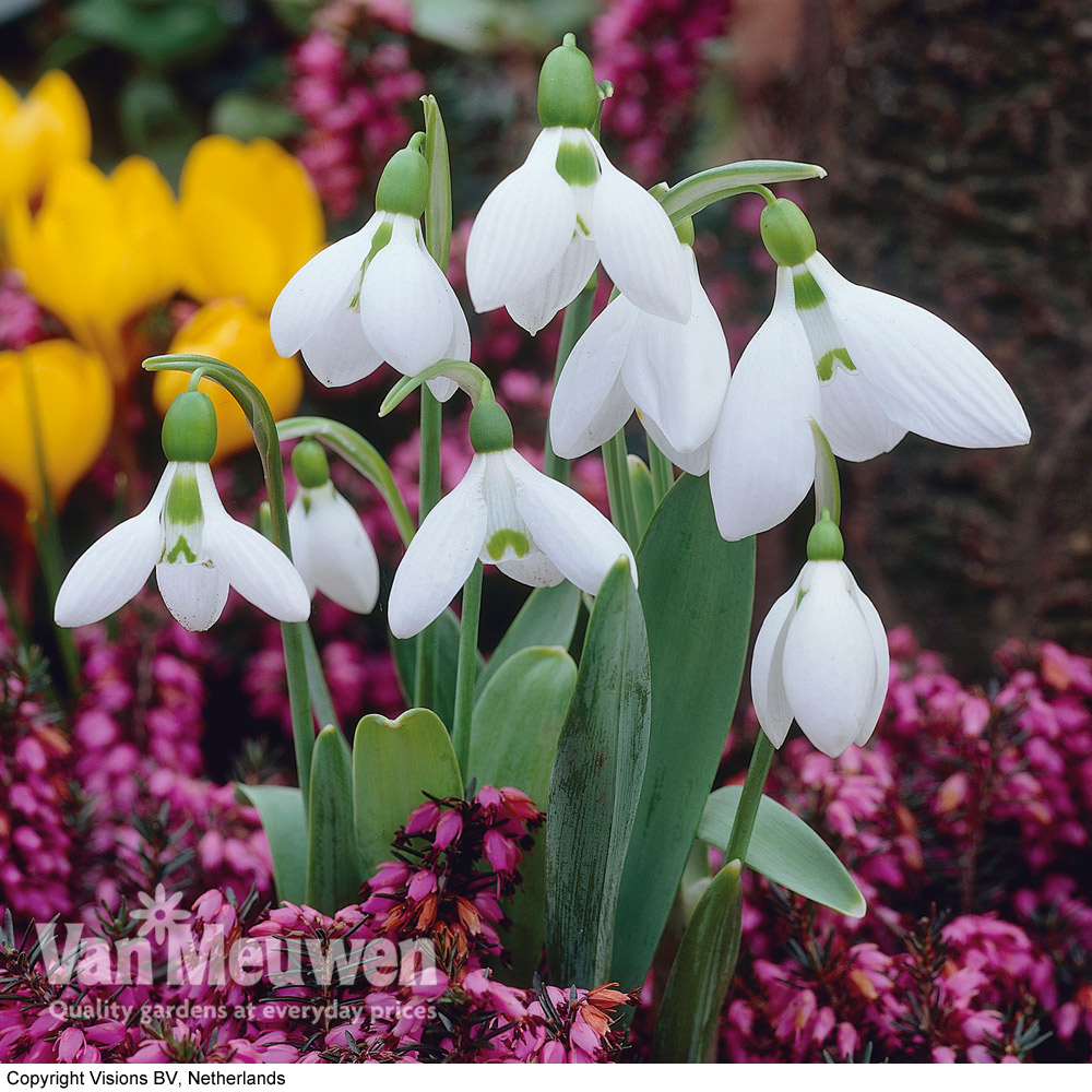 Snowdrop (Giant)