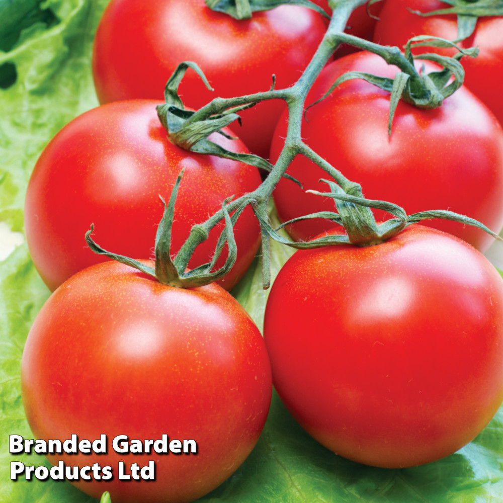 Tomato 'Gardener's Delight'