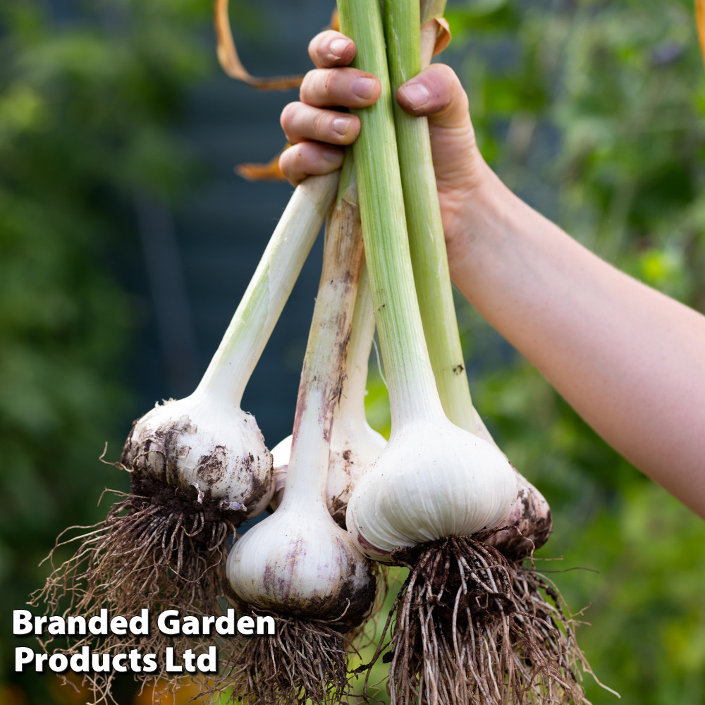 Elephant Garlic (Autumn or Spring Planting)