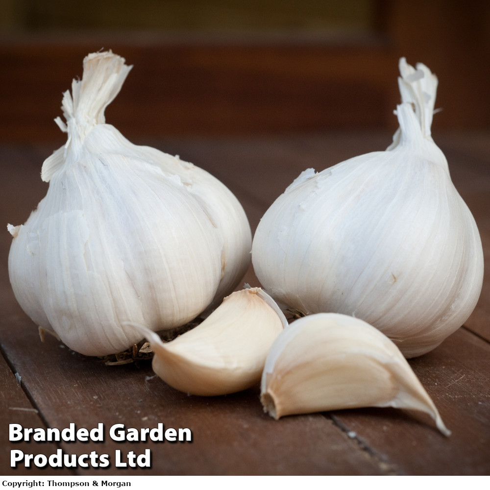 Garlic 'Messidrome' (Autumn Planting)