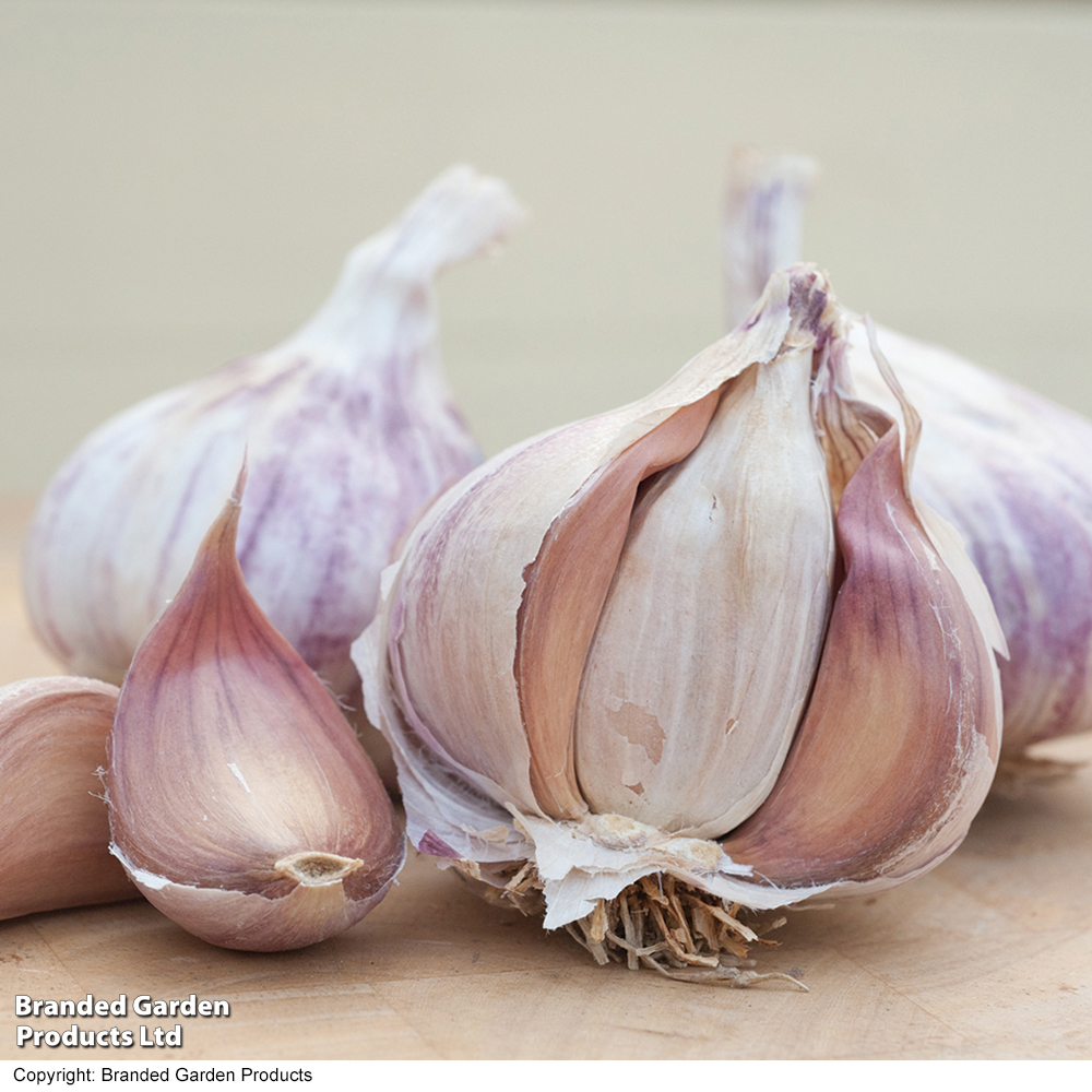Garlic 'Germidour' (Spring/Autumn Planting) at Van Meuwen
