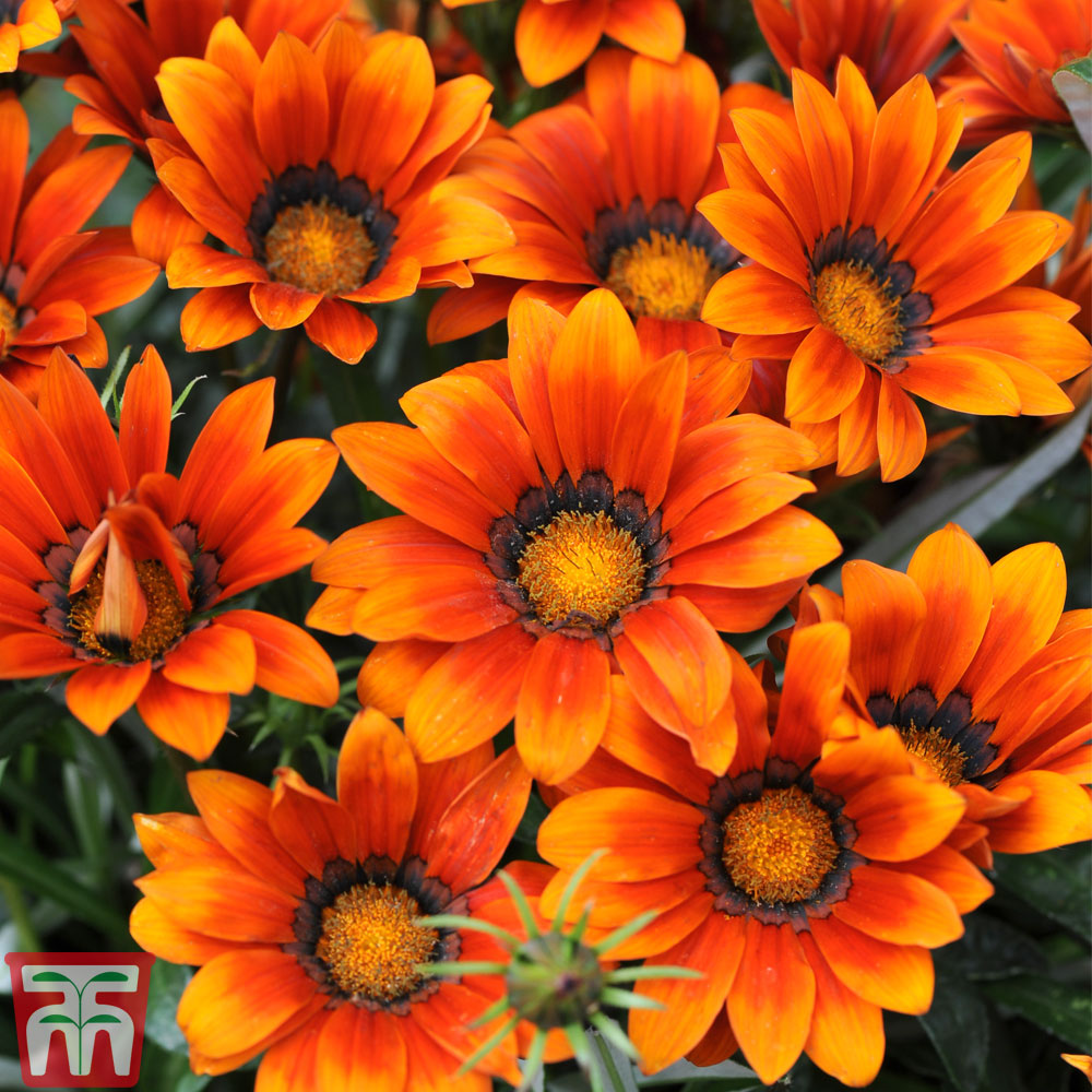 Gazania 'Kiss Bronze' F1 Hybrid