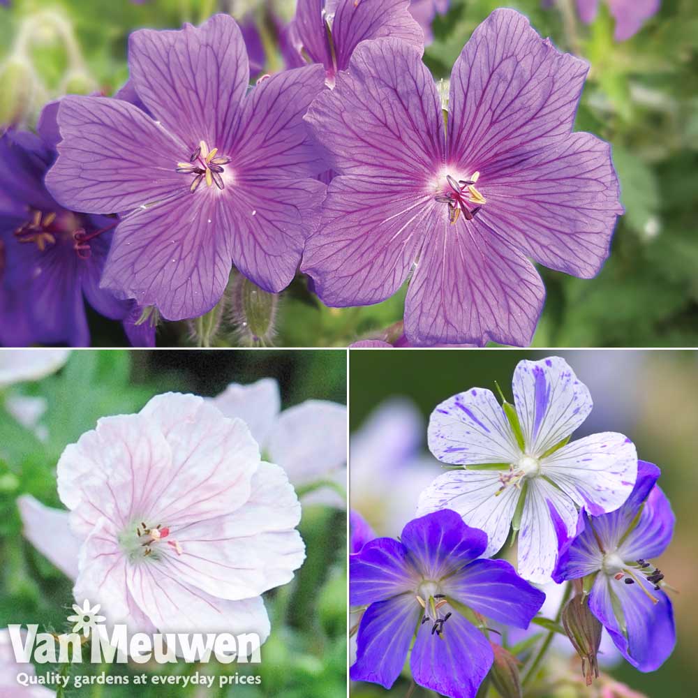 Geranium 'Hardy Blues'